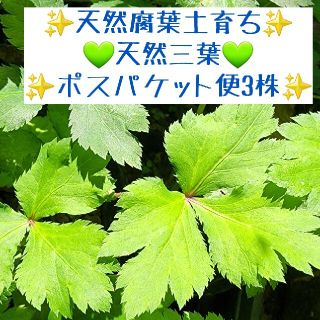 只今新芽の季節🌿✨☘️天然三葉大株☘️✨無農薬天然腐葉土育ち☘️✨(その他)