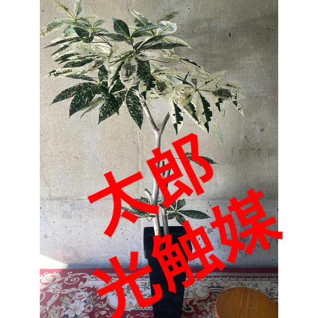 光触媒人工観葉植物ウォールグリーンフェイクハンドメイド パキラミルキーウェイaj - brandhand.ge 光触媒人工観葉植物ウォールグリーンフェイクハンドメイド パキラミルキーウェイaj - brandhand.ge