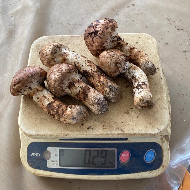 信州木曽産 松茸290グラム 最終日予定 信州木曽産 松茸290グラム 最終日予定