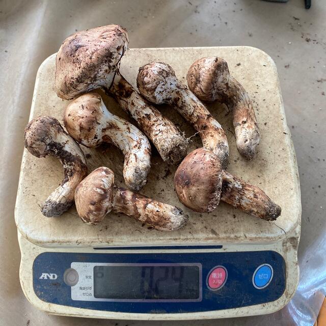 信州木曽産 松茸240グラム 最終日予定 | tradexautomotive.com 信州産 松茸 250g 写真2枚参照