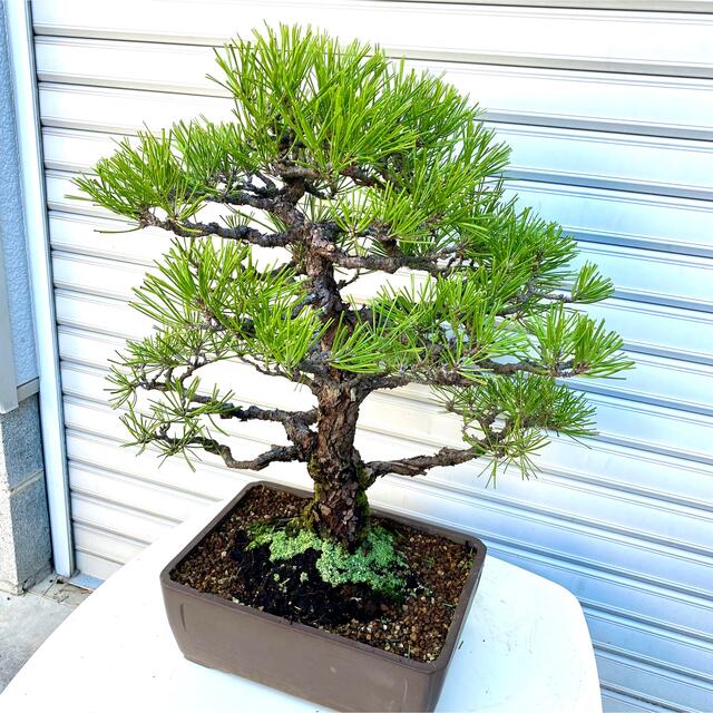 未使用品】 【芸術作品】かなり手の込んだ改作!かっこよすぎる真柏