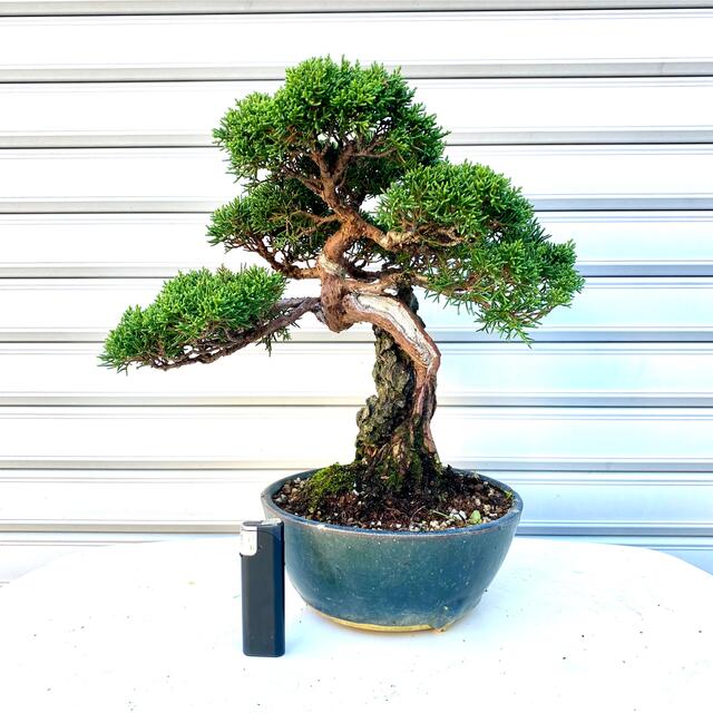 芸術作品】仕上がり抜群の真柏盆栽☆ 黒松 赤松 五葉松 杜松