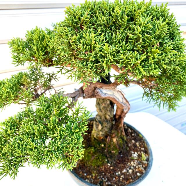 芸術作品】かなり手の込んだ改作!かっこよすぎる真柏盆栽☆ 黒松 赤松