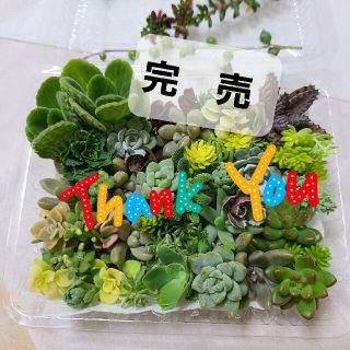 多肉植物　カット苗　セダム　寄せ植え　色々(その他)