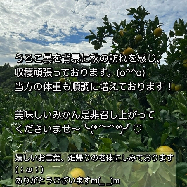 豊福 家庭、ジュース用4kg 食品/飲料/酒の食品(フルーツ)の商品写真