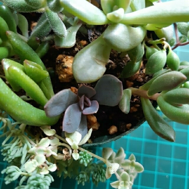 多肉植物　限定品 ハンドメイドのフラワー/ガーデン(プランター)の商品写真