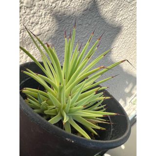 ◇アガベ・ストリクタ・ナナ◎Agave stricta Nana◎(その他)