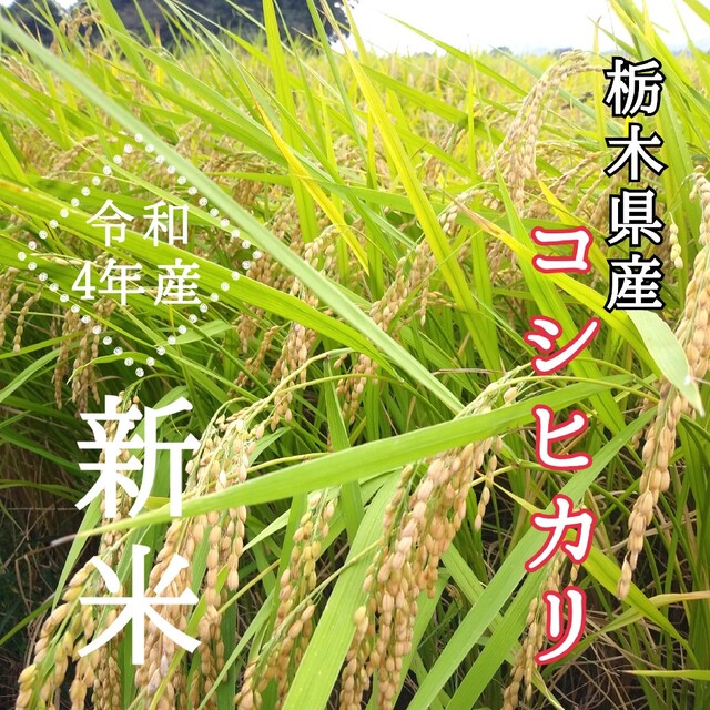 新米【令和4年産】コシヒカリ〔玄米〕30kg　栃木県産　米/穀物