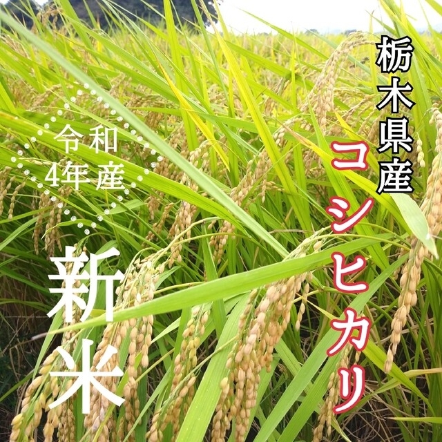 栃木県産　新米【令和4年産】コシヒカリ〔精白米〕5kg 食品/飲料/酒の食品(米/穀物)の商品写真