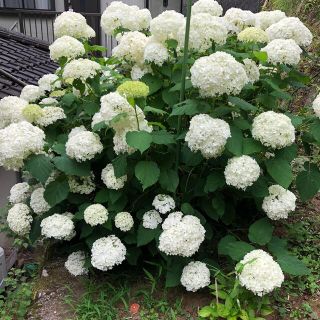 紫陽花　挿し木苗　アナベル(その他)