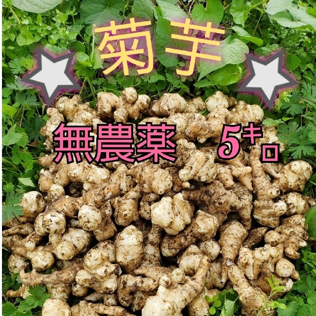 ⭐菊芋　キクイモ⭐無農薬　5㌔ 食品/飲料/酒の食品(野菜)の商品写真
