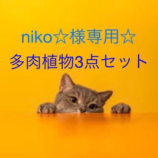 niko☆様専用出品です！(その他)