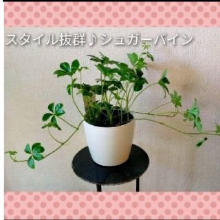 【Rin様専用／再出品】⭐【常緑多年草】シュガーバイン 抜き苗⭐スタイル抜群！(プランター)