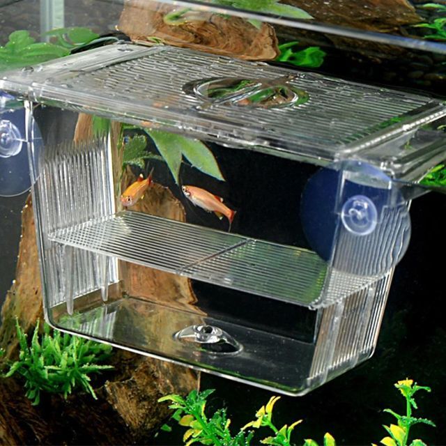 熱帯魚用 隔離用ケース 出産用ケース グッピー 水槽 小さめ の通販 By のあくん S Shop ラクマ