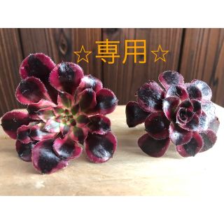 多肉植物　⭐︎ 専用⭐︎ 黒法師錦　訳あり　カット(その他)