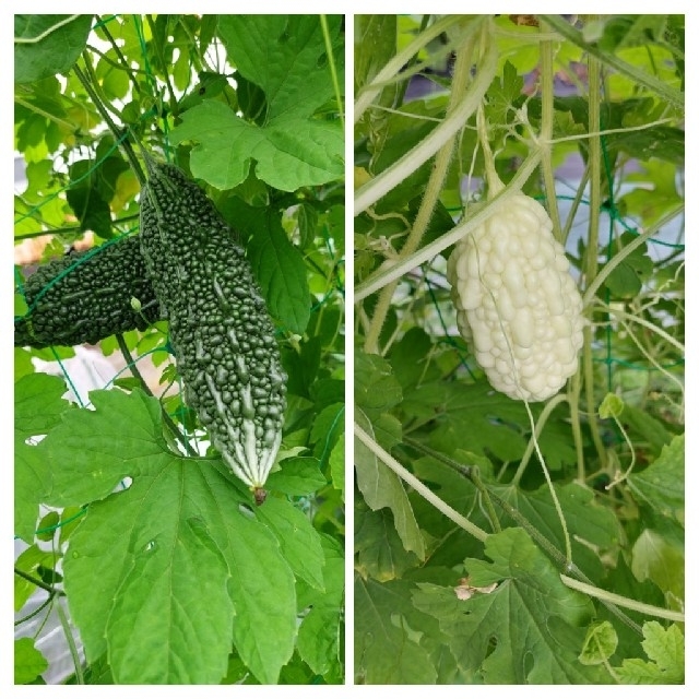 野菜おまかせ詰め合わせ【Ｓ】 食品/飲料/酒の食品(野菜)の商品写真