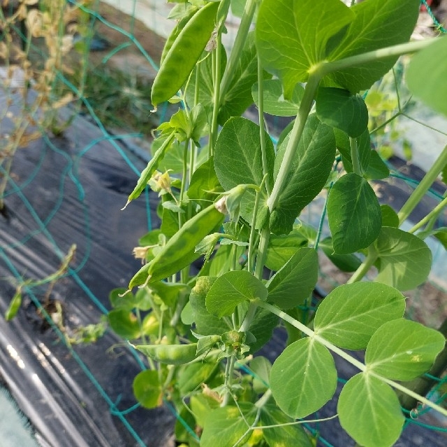 野菜おまかせ詰め合わせ【Ｓ】 食品/飲料/酒の食品(野菜)の商品写真