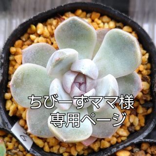 多肉植物ちびーずママ様専用ページ(その他)