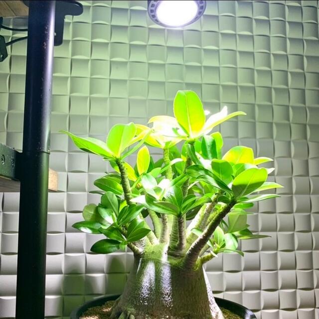 定番の中古商品 24w植物育成ライトGrowLight 6000K COBLED