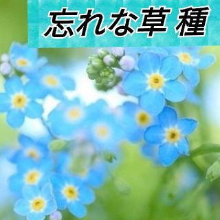 忘れな草（勿忘草）ドワーフブルー 花種200粒以上(プランター)