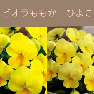 育て方付き❀ひよこの様に可愛らしく咲く*ビオラももか　ひよこ*花の種(その他)