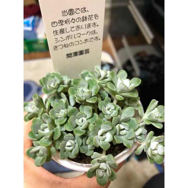 多肉植物☀️白雪ミセバヤ抜き苗 ハンドメイドのフラワー/ガーデン(その他)の商品写真