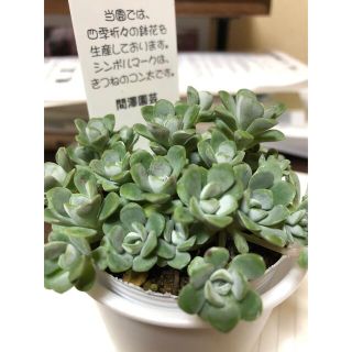 多肉植物☀️白雪ミセバヤ抜き苗(その他)