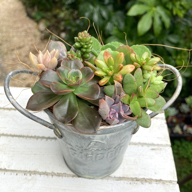 宅配便送料無料 多肉植物寄せ植えそのまま飾れる ワイルドな雰囲気