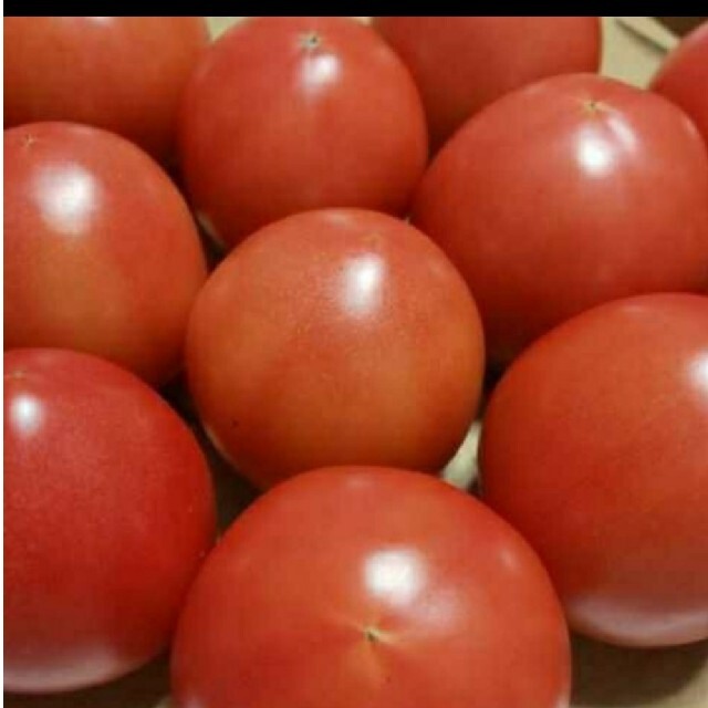 ともにゃおん様　麗月トマト６キロ 食品/飲料/酒の食品(野菜)の商品写真