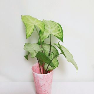 シンゴニウム  観葉植物  植物  苗  抜き苗  根付き苗(プランター)