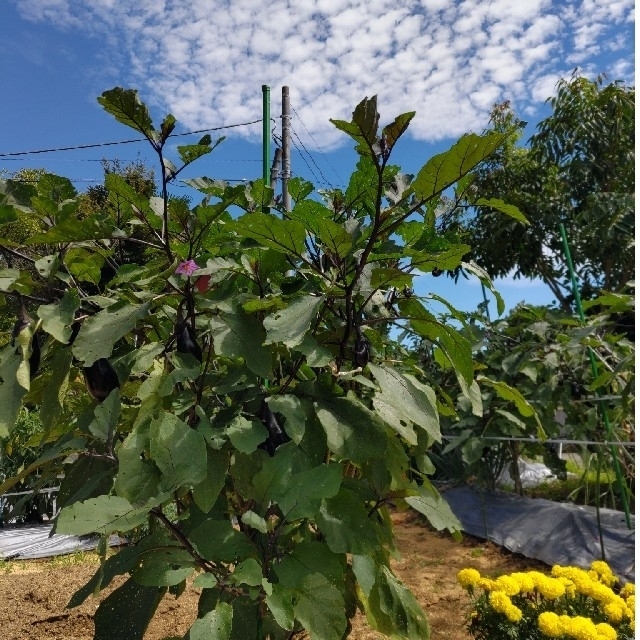 栄養満点！ミネラルたっぷり 【10種類の乾燥野菜MIX】100g×2袋入り 食品/飲料/酒の食品(野菜)の商品写真