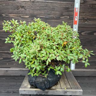 希少・ピンクヒカゲツツジ/大株【現品】管理22700 【植木・苗木・庭木】