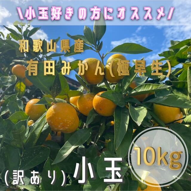 訳あり‼️ 和歌山県産 有田みかん(極早生) 【小玉】10kg 食品/飲料/酒の食品(フルーツ)の商品写真