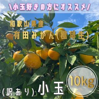 訳あり‼️ 和歌山県産 有田みかん(極早生) 【小玉】10kg(フルーツ)