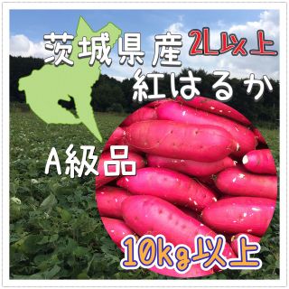 茨城県産 紅はるか10kg以上！送料無料！A級品サイズ2Lサイズ以上(野菜)