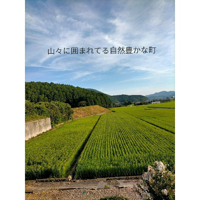 【Gzm様専用】愛媛県産あきたこまち100%　新米２０キロ　農家直送 食品/飲料/酒の食品(米/穀物)の商品写真