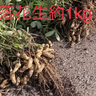 生落花生　約1キロ　土付き(野菜)