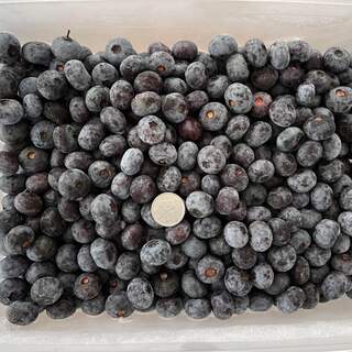 北海道産 完熟ブルーベリー 無農薬 1.7kg 送料込 フルーツ ふるさと 果物(フルーツ)