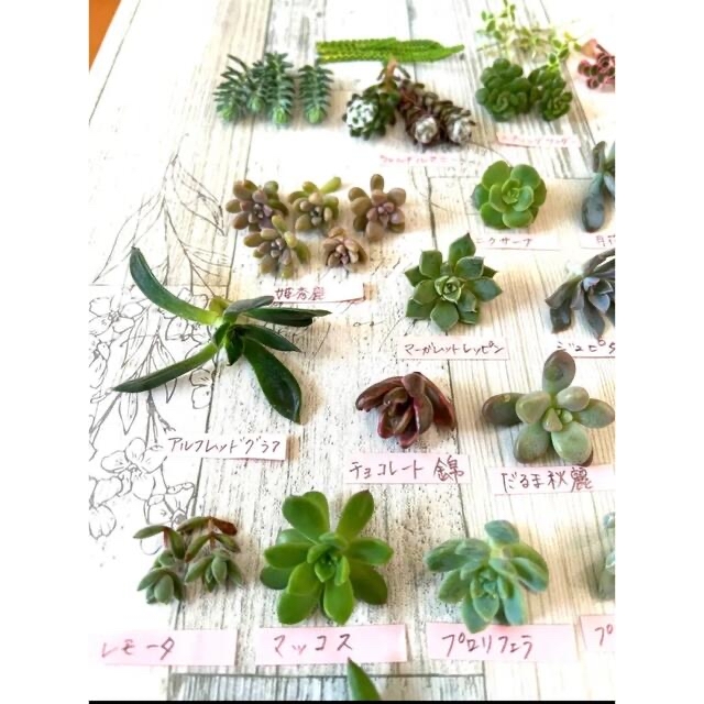 多肉植物 31種類 カット苗 レア種入り 寄せ植えセット ハンドメイドのフラワー/ガーデン(その他)の商品写真