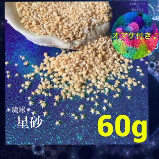 琉球* 海のたね　星砂　星の砂　60(各種パーツ)