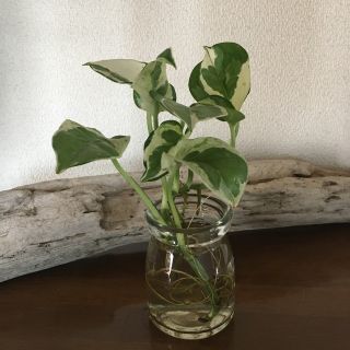 ポトス　エンジョイ　観葉植物(その他)