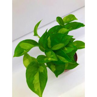 ポトス　グローバルグリーン　観葉植物(その他)