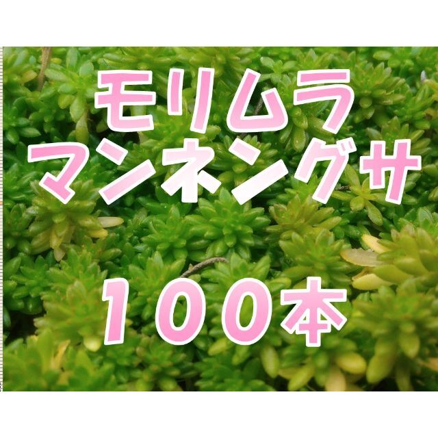 セダム　森村万年草モリムラマンネングサ　多肉植物　グリーンカバー　グランドカバー ハンドメイドのフラワー/ガーデン(その他)の商品写真