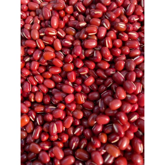 新豆】北海道産 えりも小豆5kg | visitsantaflavia.it
