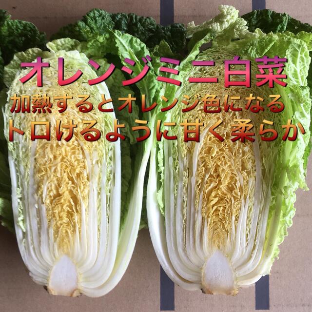 野菜BOX  Lサイズ 食品/飲料/酒の食品(野菜)の商品写真