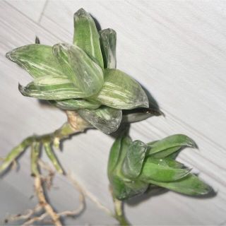 多肉植物 ハオルチア 京の華錦 子株 仔株 ２つセット 斑入り ハオルシア(その他)