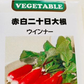 赤白二十日大根 ウインナー 野菜種 30個(野菜)