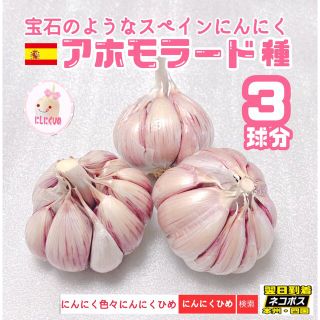 アホモラード　3球分　バラしてネコポス　スペインにんにく　にんにくひめ(野菜)