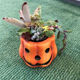 無農薬　多肉植物　ちまちま寄せ植え 　　月兎耳　ハロウィン(その他)