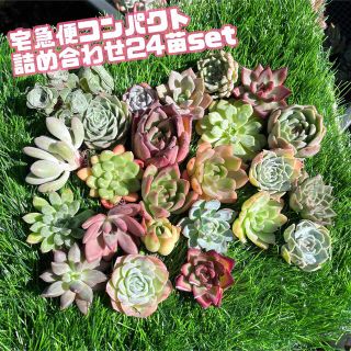  韓国　多肉植物　お得な24苗セット　宅急便コンパクト　エケベリア  寄せ植え(その他)